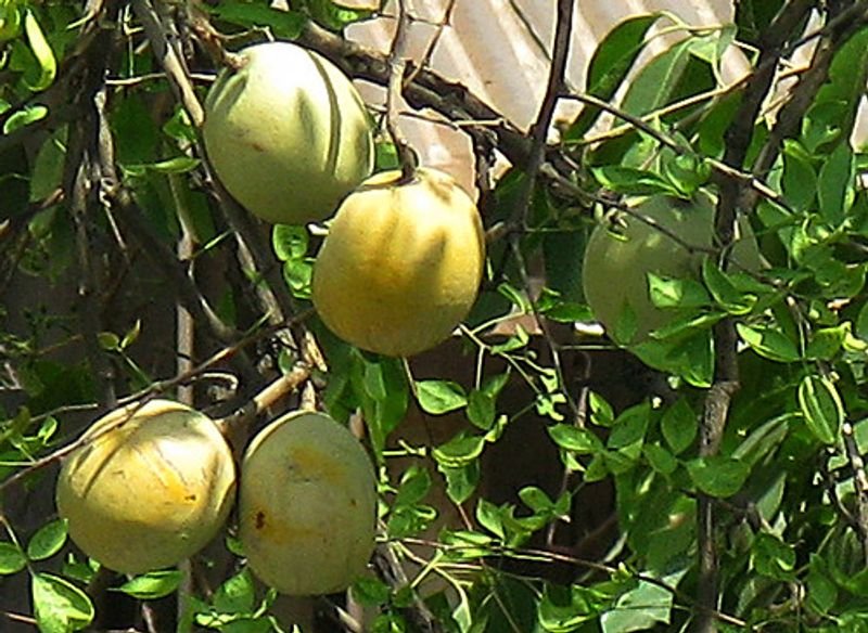 resources of Fresh mango fruits exporters resources of Fresh mango fruits exporters