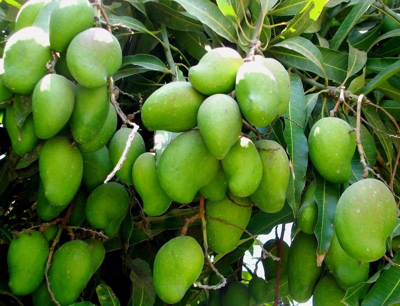 resources of Fresh kesar mango exporters