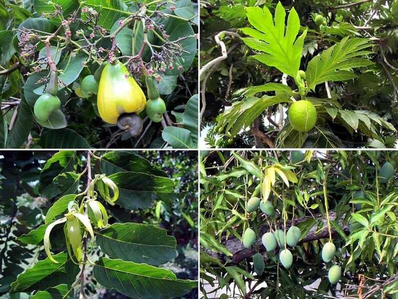 resources of Dried Mango Leaf exporters