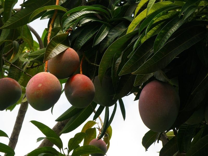 resources of Dried Mango With Salt And Chili exporters