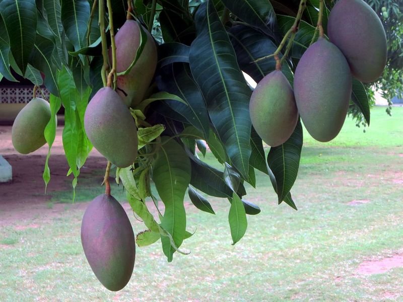 resources of Chilly and Fresh Mango exporters