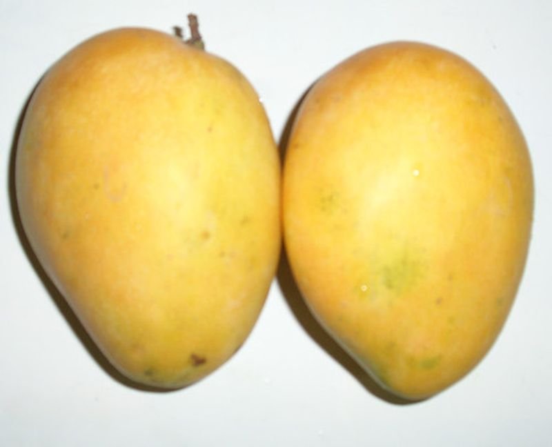 resources of Mango exporters