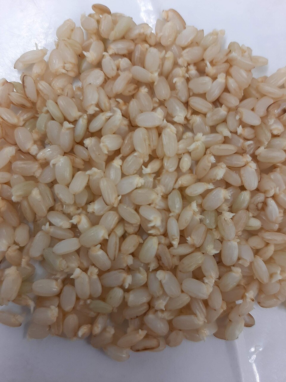 resources of Glazed Puffed Rice "Bally Patrak" exporters
