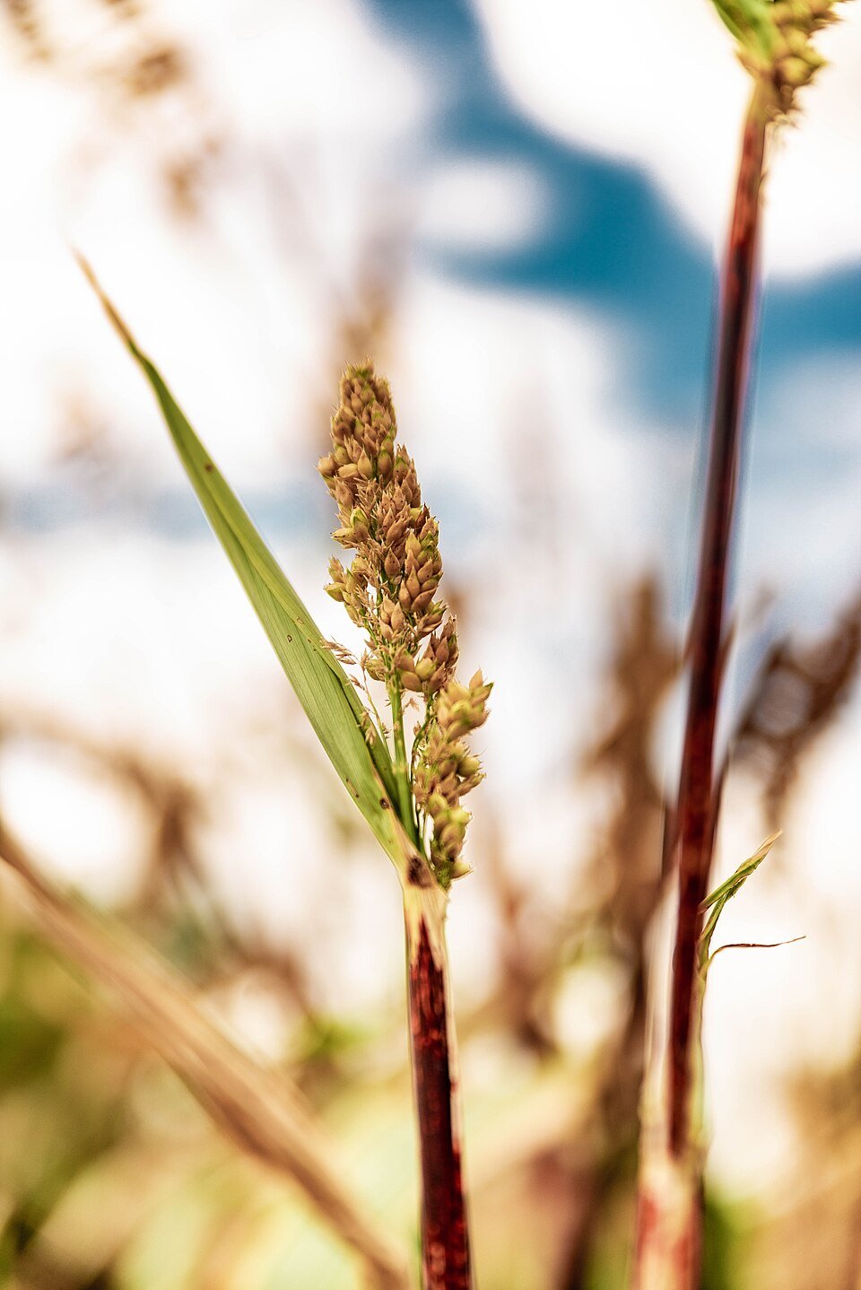 Millet Exporters, Wholesaler & Manufacturer | Globaltradeplaza.com