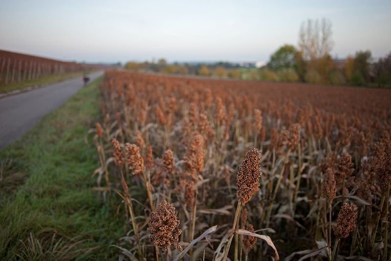 resources of Millets exporters