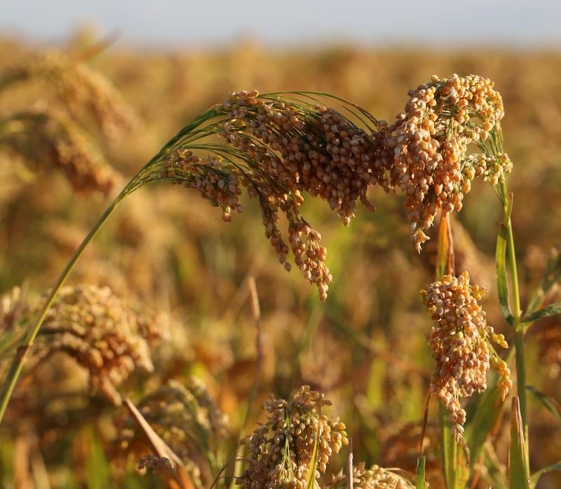 resources of Millets exporters