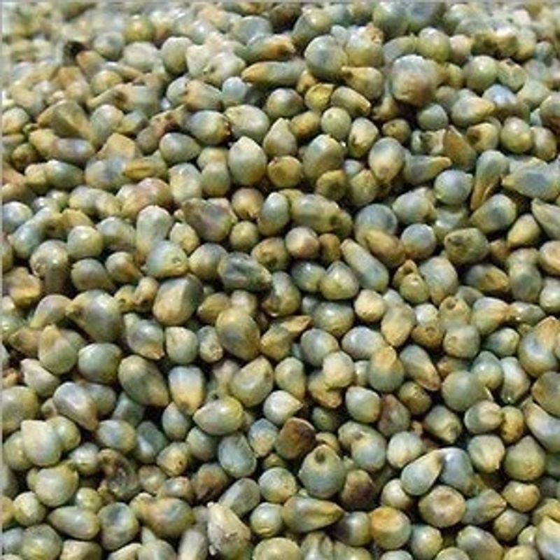 resources of Pearl Millet(Kambu)-500g exporters
