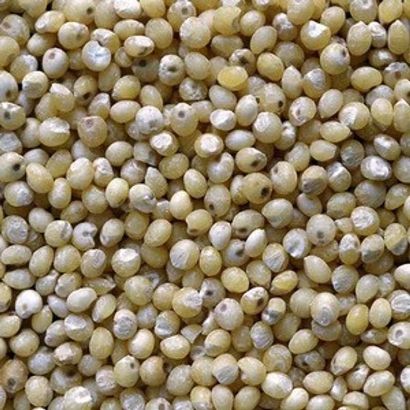 resources of Jowhar Millet(Sorghum)-500g exporters