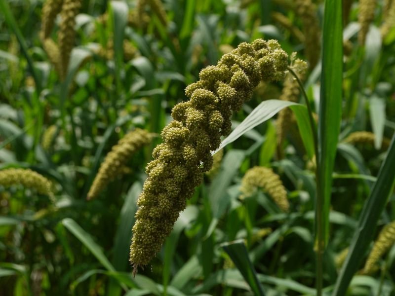resources of Green Millets exporters