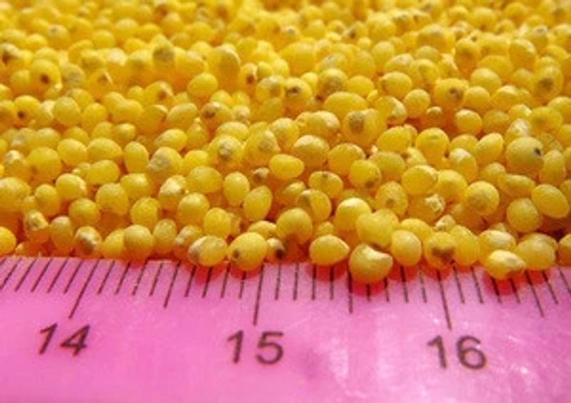 resources of Barnyard Millet (without shell) exporters
