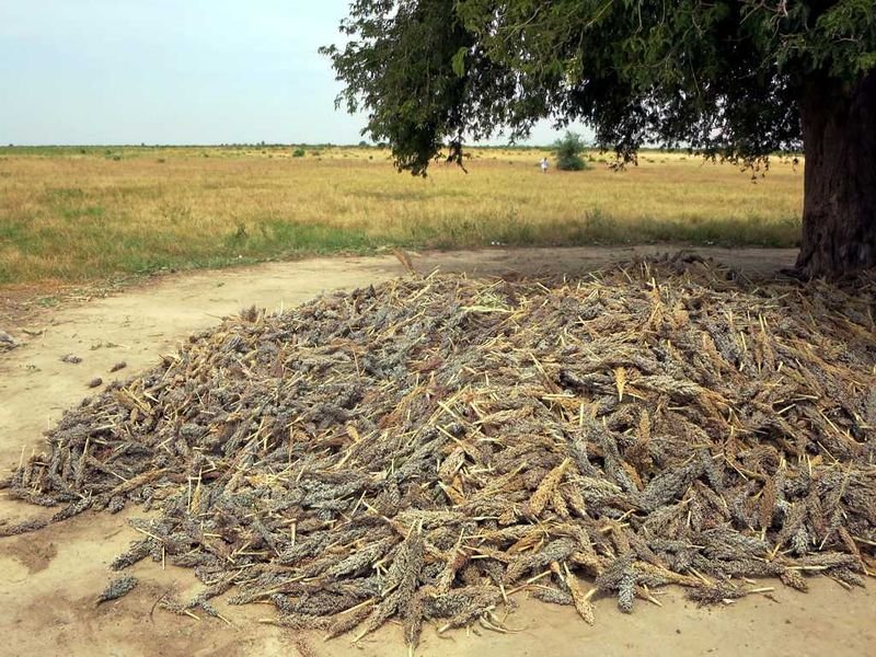 resources of Millets exporters