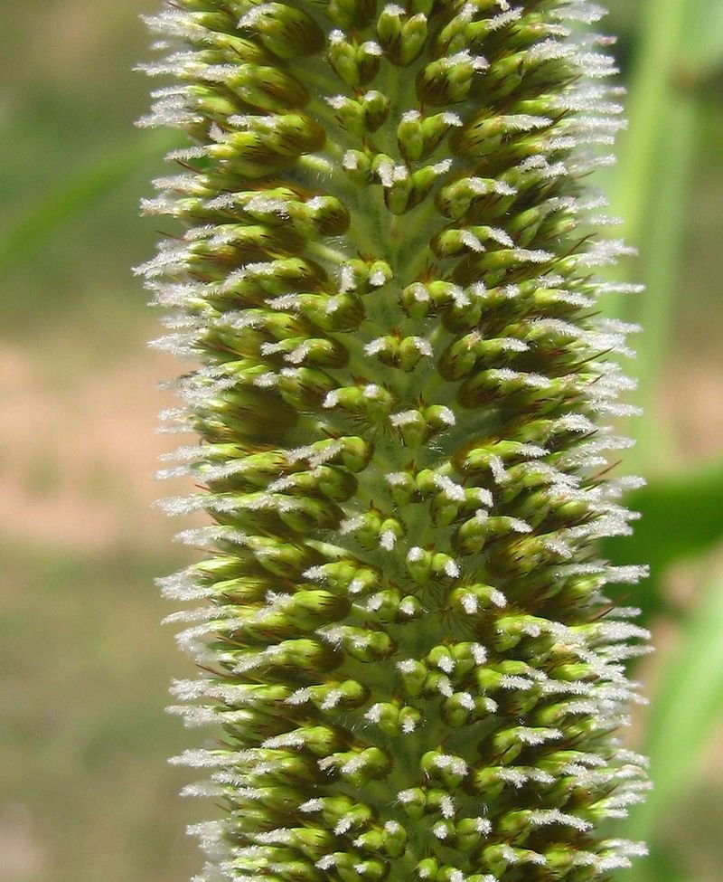 resources of Foxtail Millet (Kakum) exporters