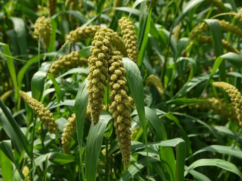 resources of Akshaa Millet Adai mix - 200Gm exporters