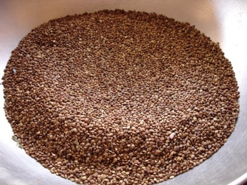 resources of Organic Kodo Millet exporters