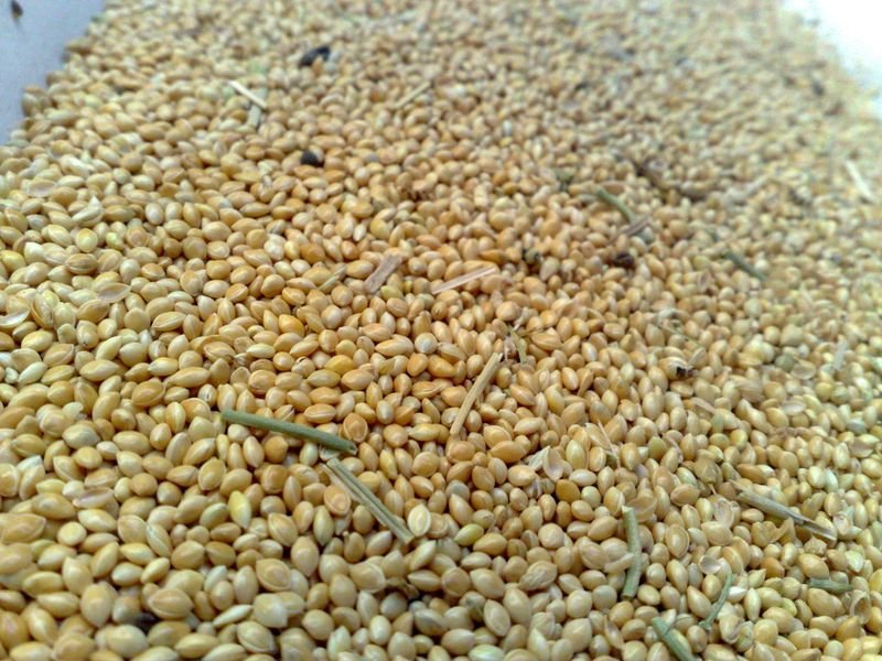 resources of Pearl Millet / Green Millet exporters