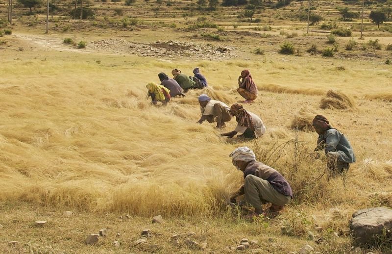resources of Foxtail Millet exporters