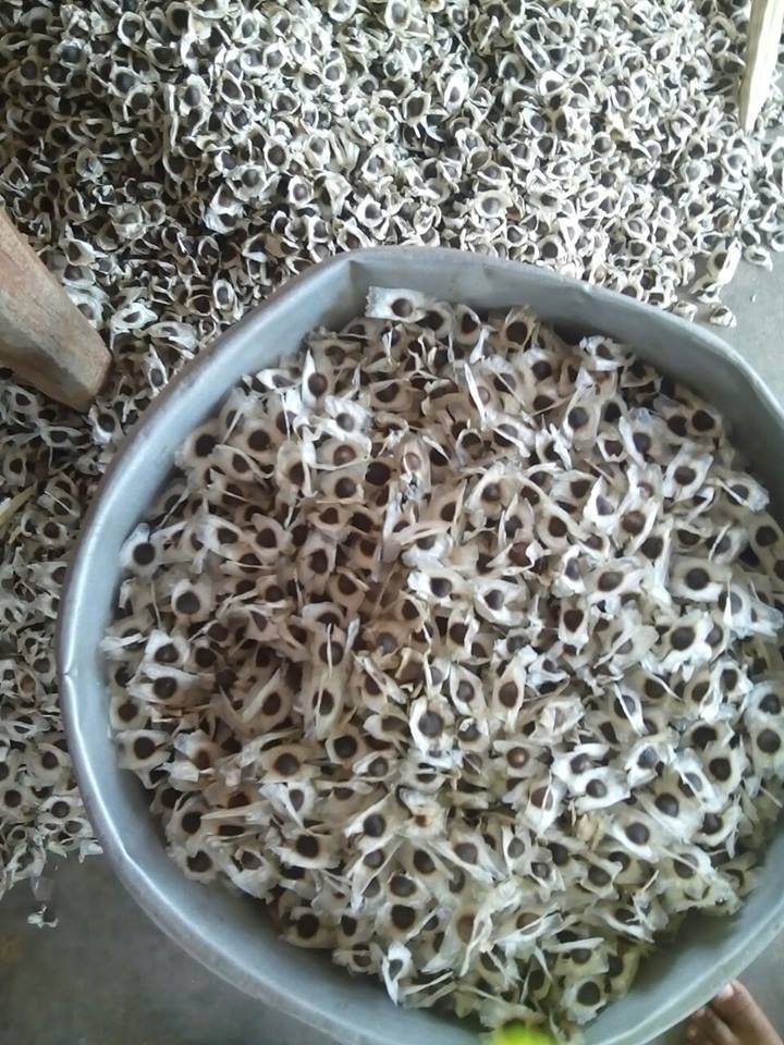 Moringa Seeds Exporters, Wholesaler & Manufacturer | Globaltradeplaza.com