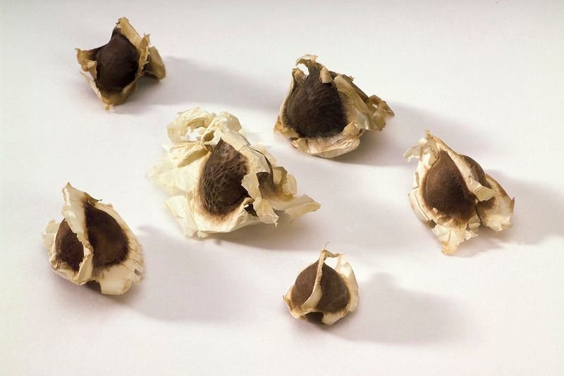 resources of Black Truffle exporters