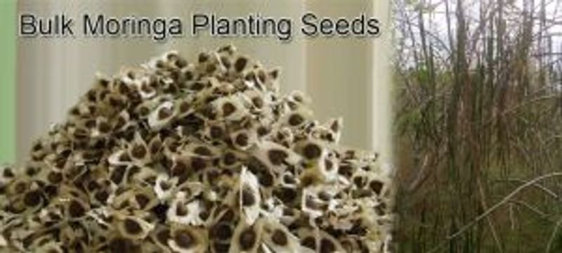 resources of Moringa Seeds exporters