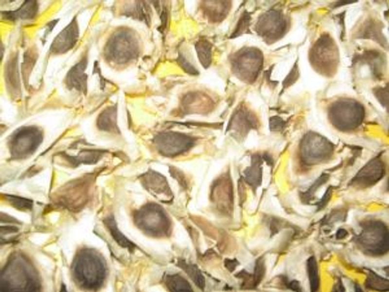 resources of Moringa Seeds/Leaf/Powder exporters