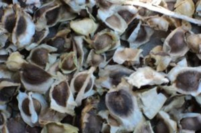 resources of Moringa Seeds exporters