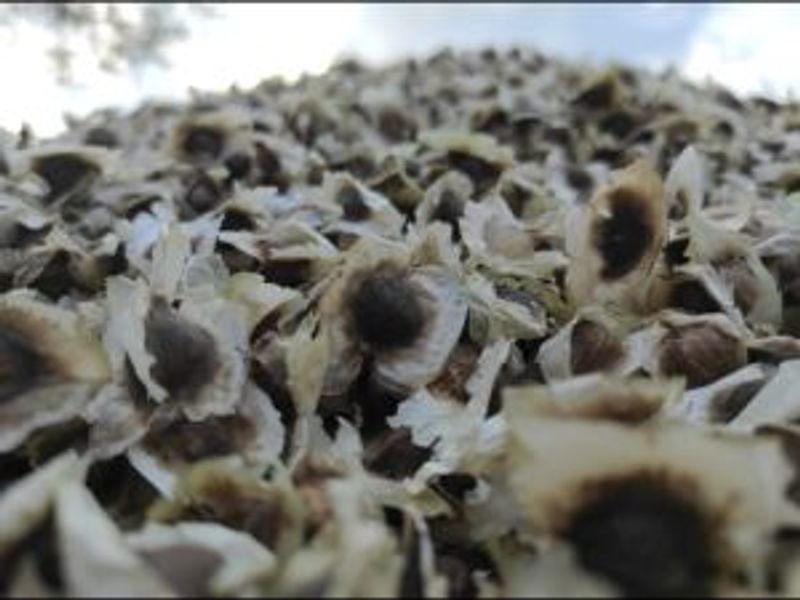 resources of High quality Moringa seed extract exporters