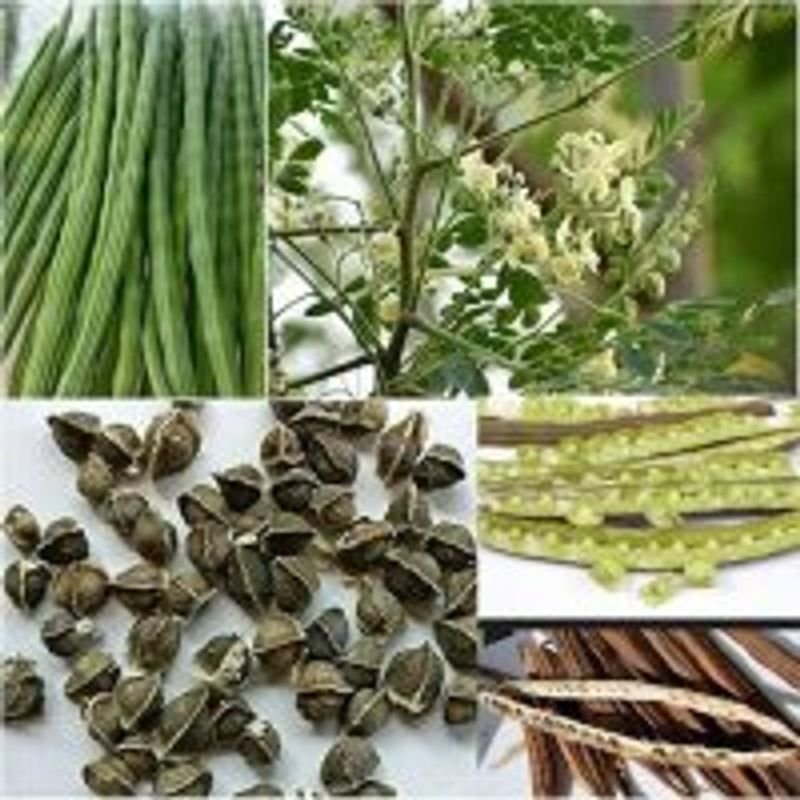 resources of Moringa Leaves / Sticks exporters resources of Moringa Leaves / Sticks exporters
