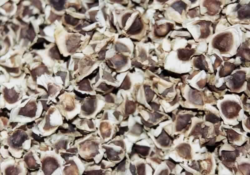 resources of Dried Shitake Mushroom exporters