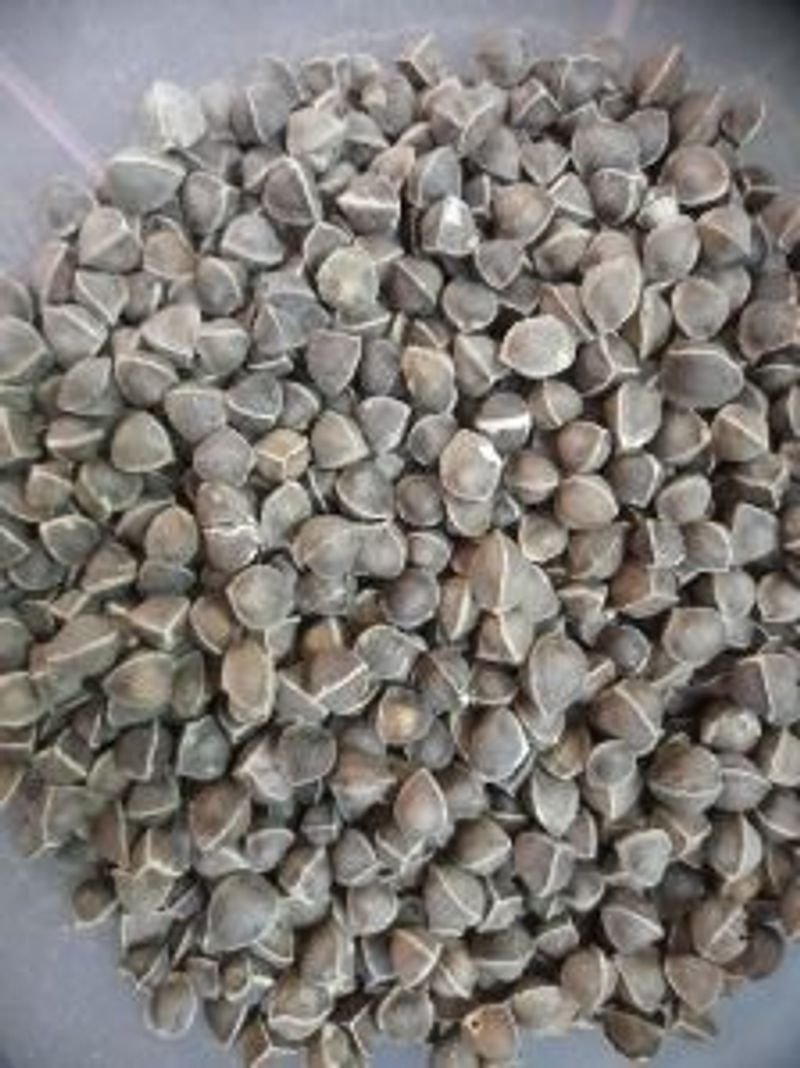 resources of White Regular Copra and Edible Copra exporters