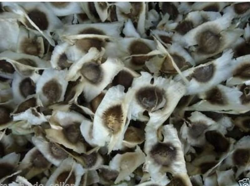 resources of Wholesale Dried Crab Shell exporters
