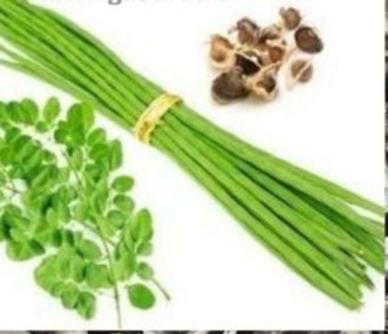 resources of Moringa Wingless Seeds exporters