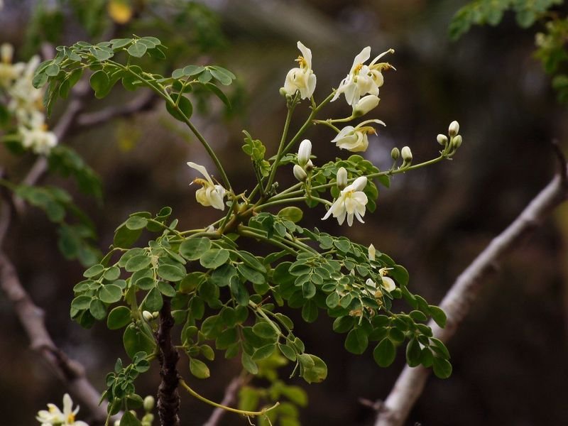 resources of Moringa exporters