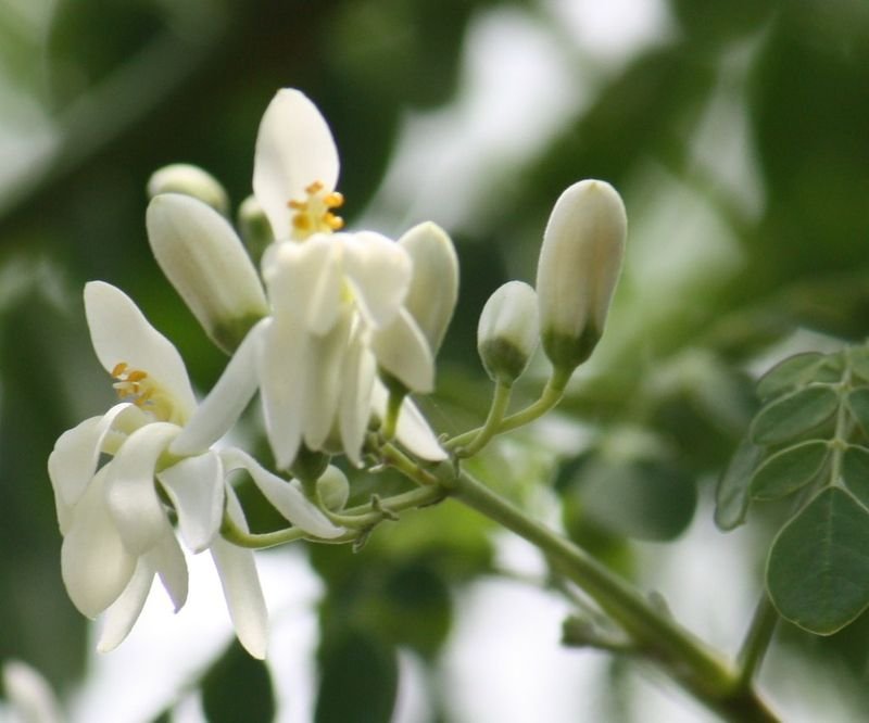 resources of Moringa Seeds exporters
