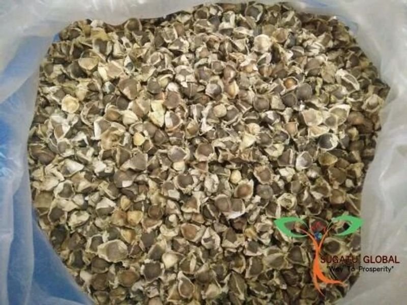 resources of Dried Moringa exporters