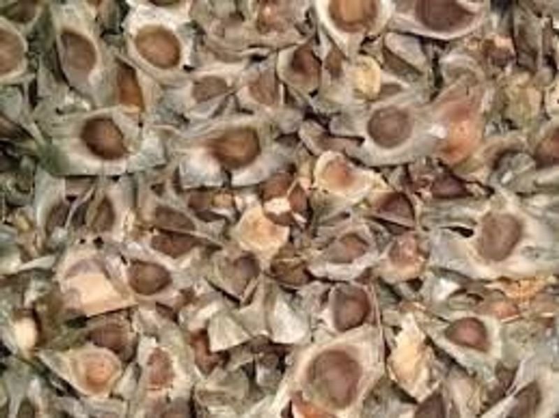 resources of Palm Kernel Shell exporters