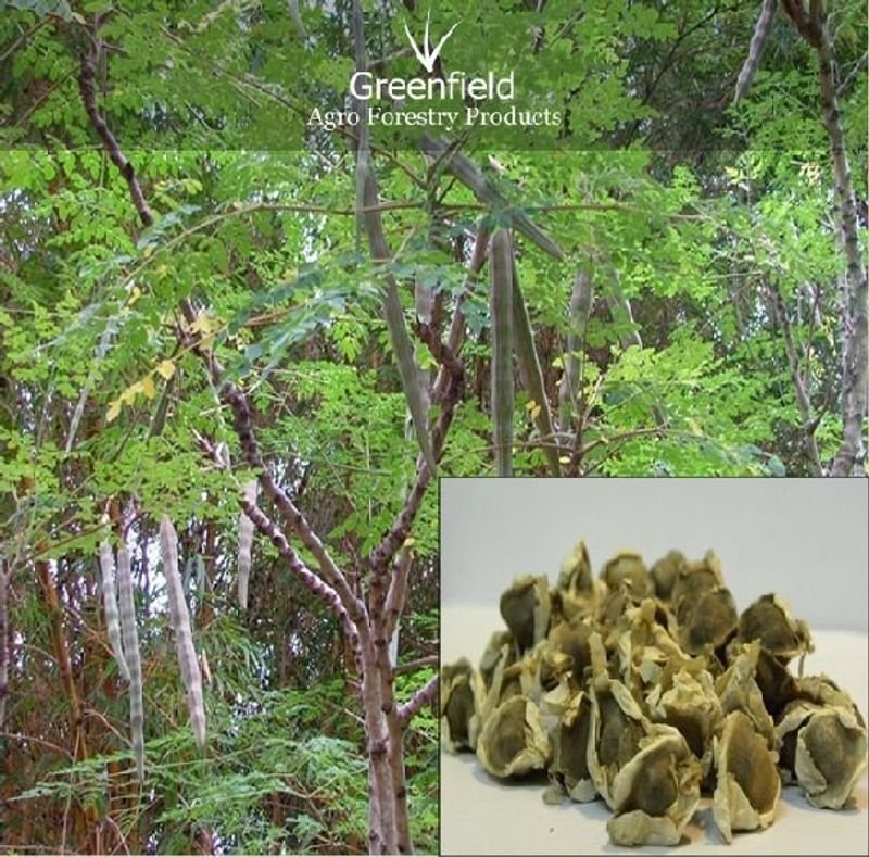 resources of Quebracho Ato/g exporters