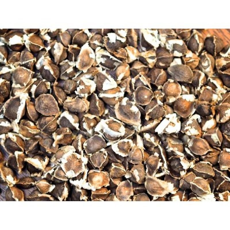 resources of Good Quality Moringa Seeds exporters