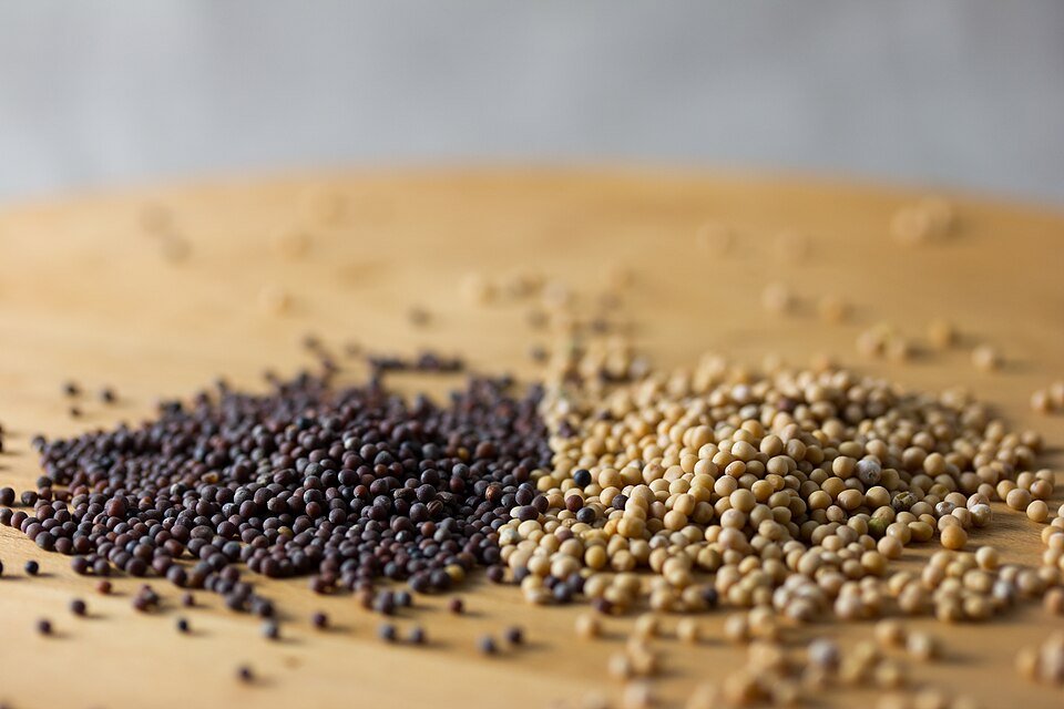 Mustard Seeds Exporters, Wholesaler & Manufacturer | Globaltradeplaza.com