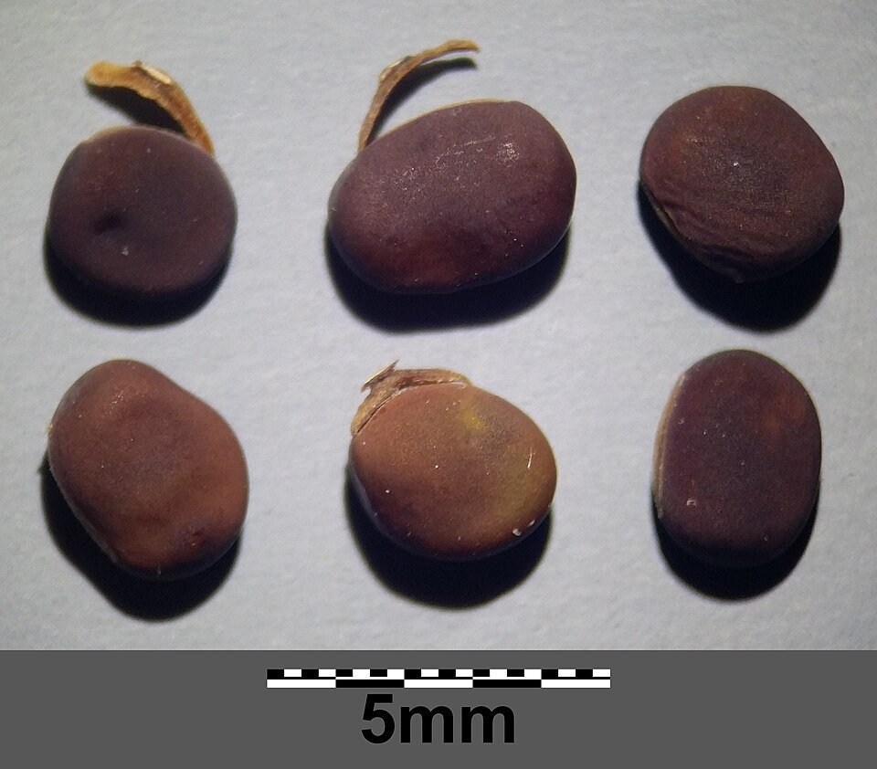 resources of Ethiopia Niger Seeds exporters