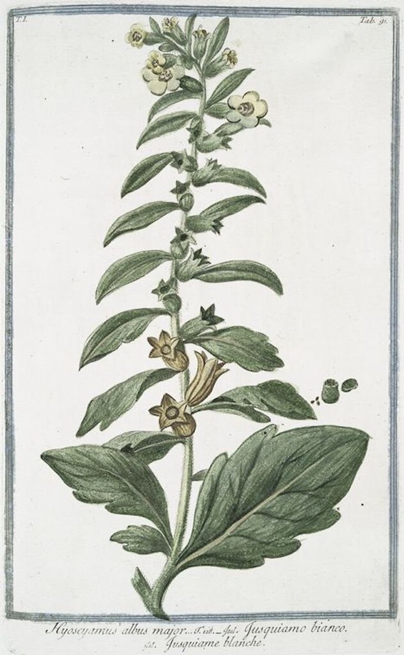 resources of White Tistle Seeds exporters resources of White Tistle Seeds exporters