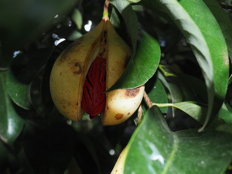 resources of Nutmeg Whole Abcd Non Steam Sterilized exporters resources of Nutmeg Whole Abcd Non Steam Sterilized exporters