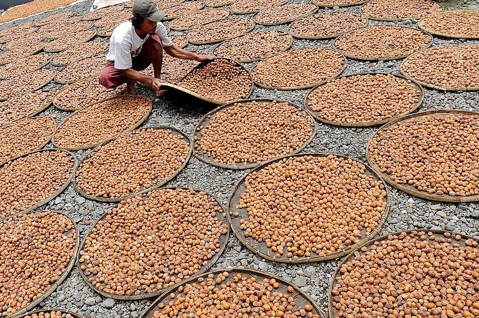 resources of Nutmeg Whole Ss Non Steam Sterilized exporters resources of Nutmeg Whole Ss Non Steam Sterilized exporters