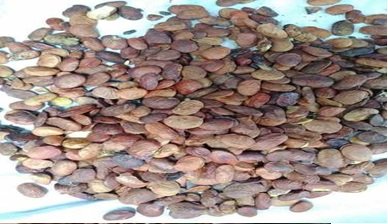 Oil Seeds Exporters, Wholesaler & Manufacturer | Globaltradeplaza.com