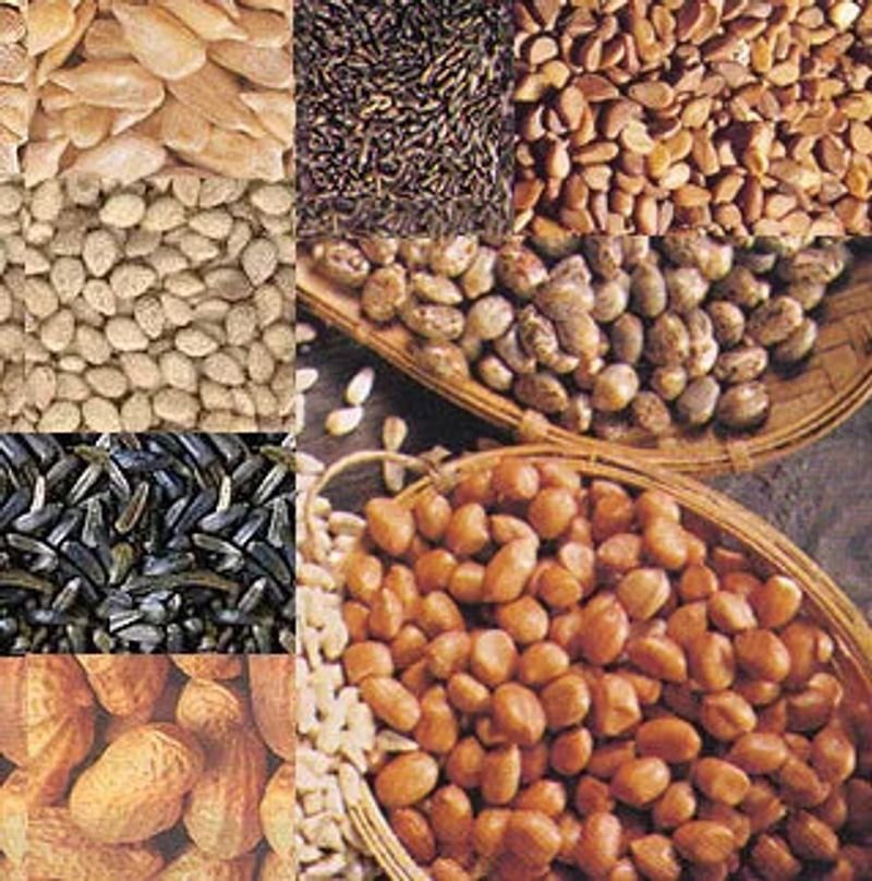 resources of Mung Beans exporters