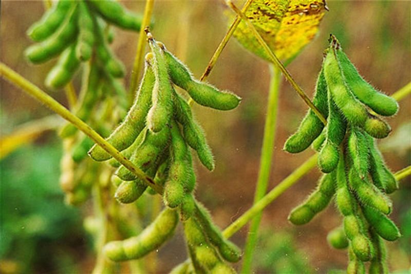 resources of CASHEW NUTS W210 exporters