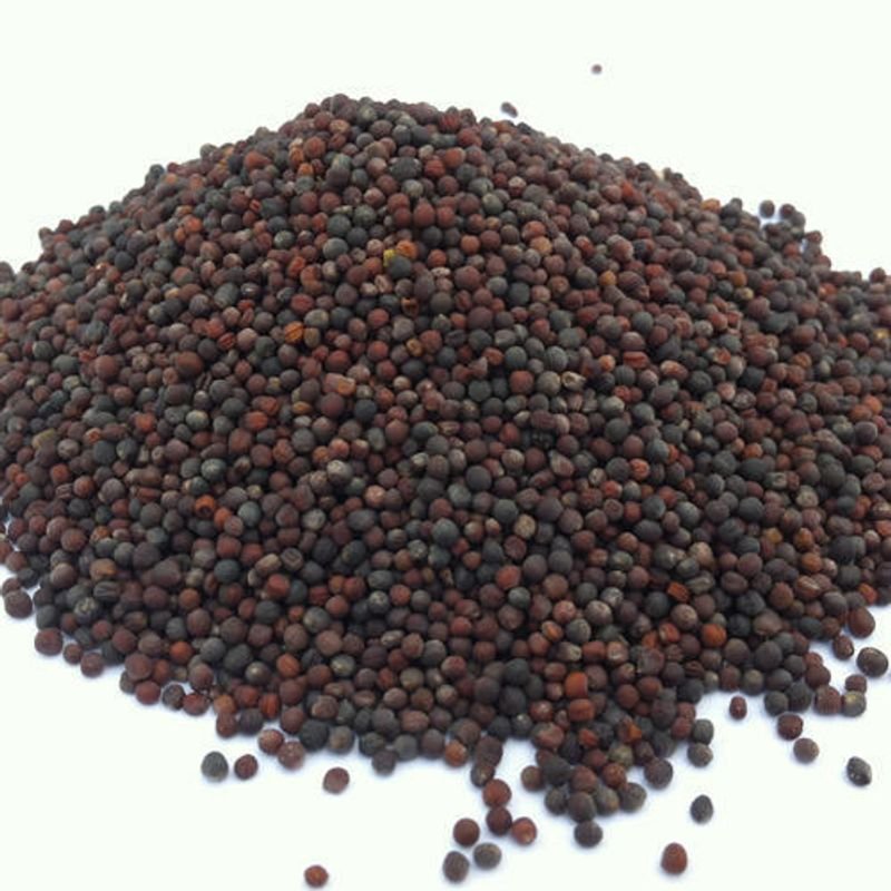 resources of Amla Extract Powder exporters