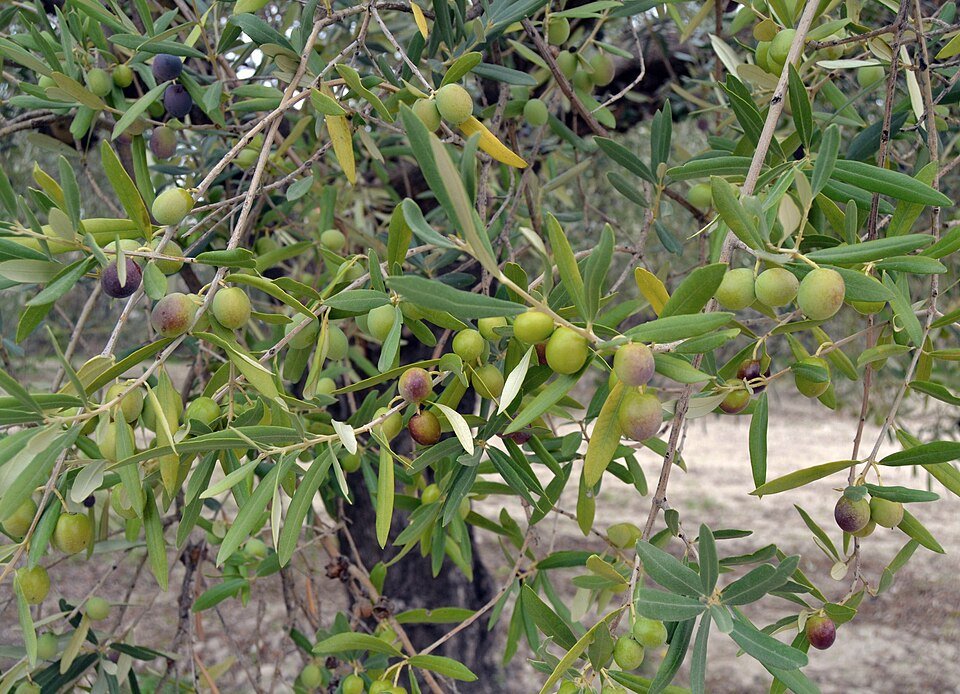Olives Exporters, Wholesaler & Manufacturer | Globaltradeplaza.com
