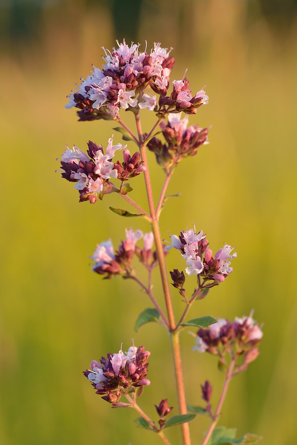 Oregano Exporters, Wholesaler & Manufacturer | Globaltradeplaza.com