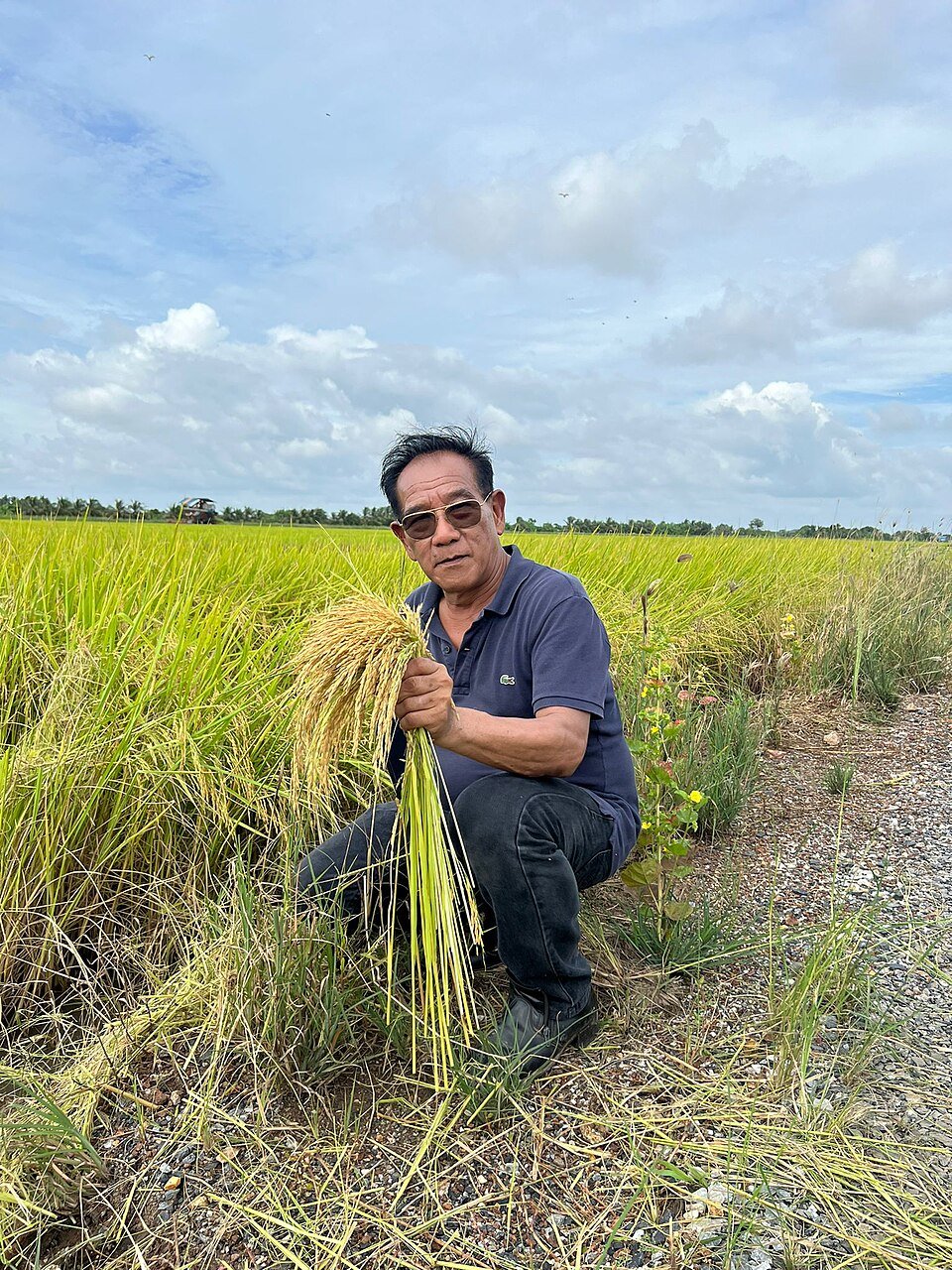 Organic Rice Exporters, Wholesaler & Manufacturer | Globaltradeplaza.com