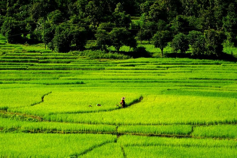 resources of Organic rice exporters